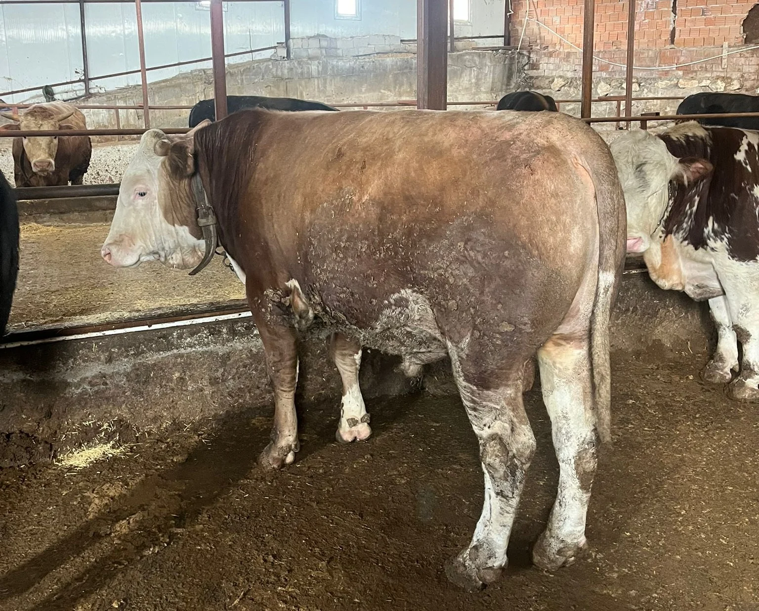 Orhangazi Kurban Alım Satımı