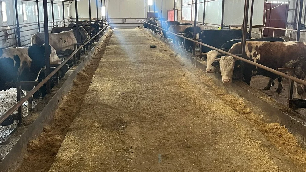 Orhangazi Büyükbaş Hayvan Satışı